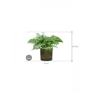 Plant in Pot Asplenium Dimorphum Parvati 70 cm kamerplant in Cylinder Green 30 cm bloempot