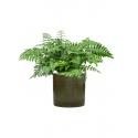 Plant in Pot Asplenium Dimorphum Parvati 70 cm kamerplant in Cylinder Green 30 cm bloempot