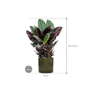 Plant in Pot Calathea Sanderiana 105 cm kamerplant in Cylinder Green 30 cm bloempot