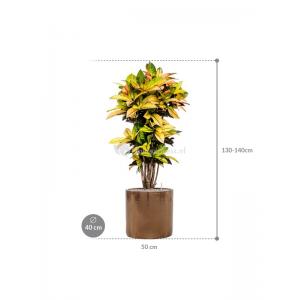 Plant in Pot Croton Variegatum Mrs Iceton 140 cm kamerplant in Cylinder Gold 40 cm bloempot