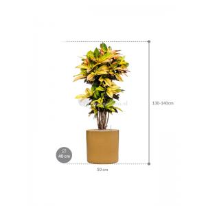 Plant in Pot Croton Variegatum Mrs Iceton 140 cm kamerplant in Cylinder Honey 40 cm bloempot