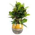 Plant in Pot Croton Variegatum Petra 75 cm kamerplant in Lindy Ochre 30 cm bloempot