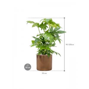 Plant in Pot Fatsia Japonica 90 cm kamerplant in Cylinder Gold 30 cm bloempot