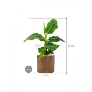 Plant in Pot Musa Dwarf Cavandish 85 cm kamerplant in Cylinder Gold 30 cm bloempot