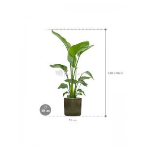 Plant in Pot Strelitzia Nicolai 135 cm kamerplant in Cylinder Green 30 cm bloempot