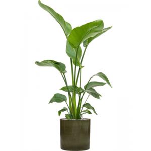 Plant in Pot Strelitzia Nicolai 135 cm kamerplant in Cylinder Green 30 cm bloempot