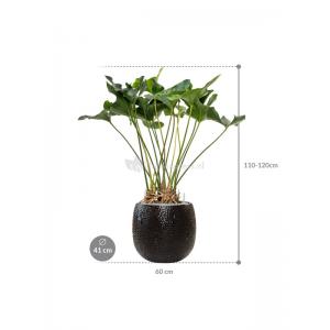 Plant in Pot Anthurium Arrow 120 cm kamerplant in Marly Black 41 cm bloempot