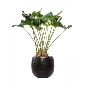 Plant in Pot Anthurium Arrow 120 cm kamerplant in Marly Black 41 cm bloempot