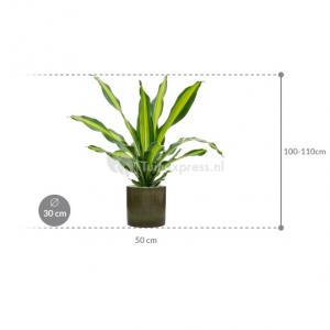 Plant in Pot Dracaena Fragrans Burley 105 cm kamerplant in Cylinder Green 30 cm bloempot