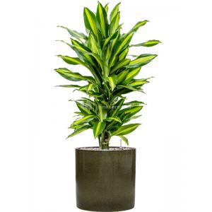 Plant in Pot Dracaena Fragrans Cintho 100 cm kamerplant in Cylinder Green 30 cm bloempot