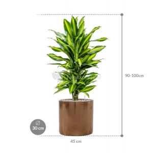 Plant in Pot Dracaena Fragrans Cintho 95 cm kamerplant in Cylinder Gold 30 cm bloempot