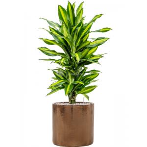 Plant in Pot Dracaena Fragrans Cintho 95 cm kamerplant in Cylinder Gold 30 cm bloempot