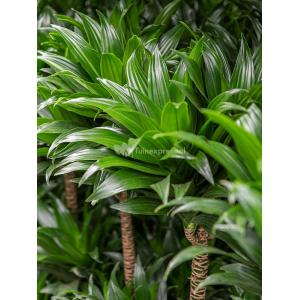 Plant in Pot Dracaena Fragrans Compacta 105 cm kamerplant in Cylinder Gold 30 cm bloempot