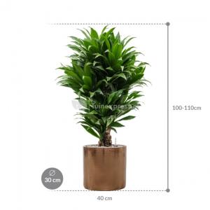 Plant in Pot Dracaena Fragrans Compacta 105 cm kamerplant in Cylinder Gold 30 cm bloempot