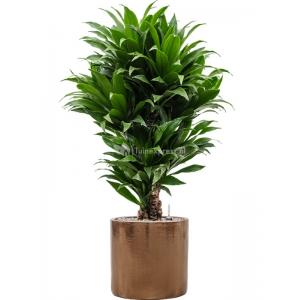 Plant in Pot Dracaena Fragrans Compacta 105 cm kamerplant in Cylinder Gold 30 cm bloempot