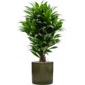 Plant in Pot Dracaena Fragrans Compacta 105 cm kamerplant in Cylinder Green 30 cm bloempot