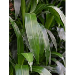 Plant in Pot Dracaena Fragrans Janet Lind 180 cm kamerplant in Marly Ocean Blue 36 cm hoge bloempot