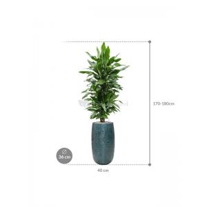 Plant in Pot Dracaena Fragrans Janet Lind 180 cm kamerplant in Marly Ocean Blue 36 cm hoge bloempot