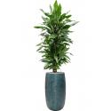 Plant in Pot Dracaena Fragrans Janet Lind 180 cm kamerplant in Marly Ocean Blue 36 cm hoge bloempot