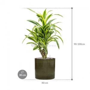 Plant in Pot Dracaena Fragrans Lemon Lime 100 cm kamerplant in Cylinder Green 30 cm bloempot