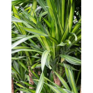 Plant in Pot Dracaena Fragrans Riki 115 cm kamerplant in Marly Deep Red 30 cm bloempot