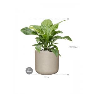 Plant in Pot Anthurium Ellipticum Jungle Bush 95 cm kamerplant in Rough Grey Washed 44 cm bloempot