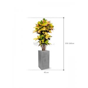 Plant in Pot Croton Variegatum Mrs. Iceton 160 cm kamerplant in Fiberstone Grey 30x30 bloempot