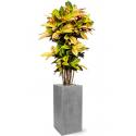 Plant in Pot Croton Variegatum Mrs. Iceton 160 cm kamerplant in Fiberstone Grey 30x30 bloempot