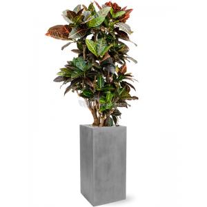 Plant in Pot Croton Variegatum Petra 150 cm kamerplant in Fiberstone Grey 30x30 bloempot