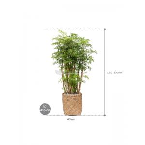 Plant in Pot Polyscias Aralia Ming 115 cm kamerplant in Bohemian Bamboo 31 cm bloempot