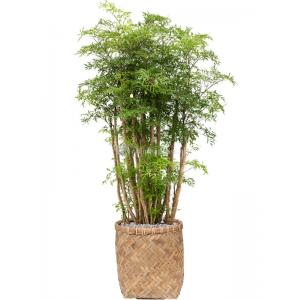 Plant in Pot Polyscias Aralia Ming 115 cm kamerplant in Bohemian Bamboo 31 cm bloempot