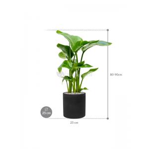 Plant in Pot Strelitzia Nicolai 85 cm kamerplant in Rough Black Washed 25 cm bloempot