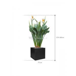 Plant in Pot Strelitzia Reginae 170 cm kamerplant in Fiberstone Black 50x50 bloempot