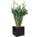 Plant in Pot Strelitzia Reginae 170 cm kamerplant in Fiberstone Black 50x50 bloempot