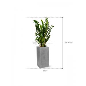 Plant in Pot Zamioculcas Zamiifolia 135 cm kamerplant in Fiberstone Grey 30x30 bloempot