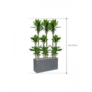 Plant in Pot Dracaena Fragrans Burundii 165 cm kamerplant in Fiberstone Grey 100x40 cm bloempot