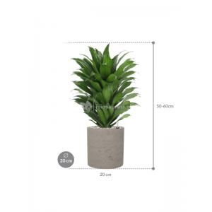 Plant in Pot Dracaena Fragrans Compacta 60 cm kamerplant in Rough Grey Washed 20 cm bloempot