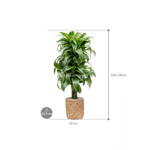 Plant in Pot Dracaena Fragrans Dorado 130 cm kamerplant in Bohemian Bamboo 31 cm bloempot