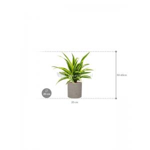 Plant in Pot Dracaena Fragrans Lemon Lime 55 cm kamerplant in Rough Grey Washed 20 cm bloempot