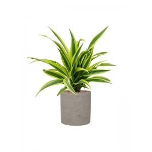 Plant in Pot Dracaena Fragrans Lemon Lime 55 cm kamerplant in Rough Grey Washed 20 cm bloempot