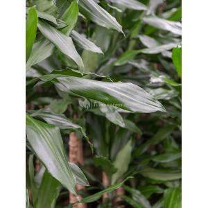 Plant in Pot Dracaena Fragrans White Jewel 60 cm kamerplant in Rough Grey Washed 20 cm bloempot