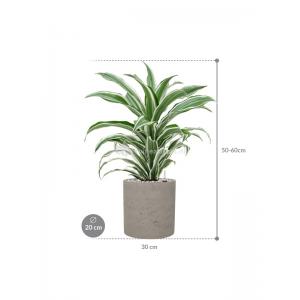 Plant in Pot Dracaena Fragrans White Jewel 60 cm kamerplant in Rough Grey Washed 20 cm bloempot