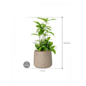 Plant in Pot Dracaena Surculosa 55 cm kamerplant in Rough Grey Washed 23 cm bloempot