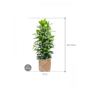 Plant in Pot Ficus Cyathistipula 135 cm kamerplant in Bohemian Bamboo 37 cm bloempot