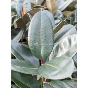 Plant in Pot Ficus Elastica Abidjan 90 cm kamerplant in Rough Grey Washed 25 cm bloempot