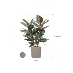 Plant in Pot Ficus Elastica Abidjan 90 cm kamerplant in Rough Grey Washed 25 cm bloempot