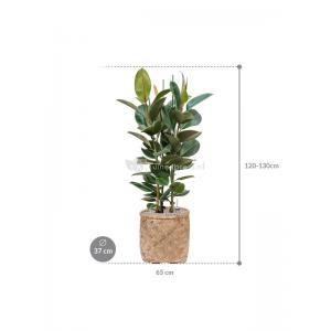 Plant in Pot Ficus Elastica Robusta 125 cm kamerplant in Bohemian Bamboo 37 cm bloempot