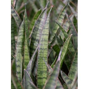 Plant in Pot Sansevieria Kirkii 90 cm kamerplant in Rough Black Washed 25 cm bloempot