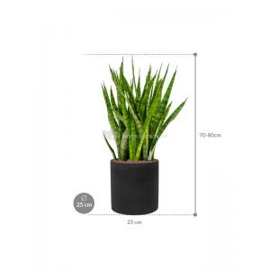 Plant in Pot Sansevieria Kirkii 90 cm kamerplant in Rough Black Washed 25 cm bloempot