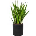 Plant in Pot Sansevieria Kirkii 90 cm kamerplant in Rough Black Washed 25 cm bloempot